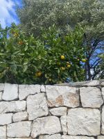 Mandarinenbaum