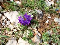 Mediterrane Flora 