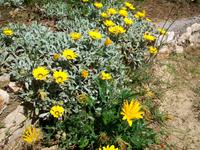Mediterrane Flora auf Rab