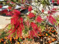 Mediterrane Flora