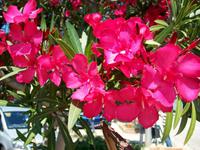 Mediterrane Flora
