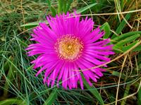 Mittagsblume 