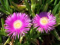 Mittagsblume