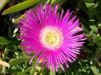 Mittagsblume
