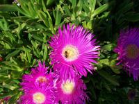 Mittagsblumen