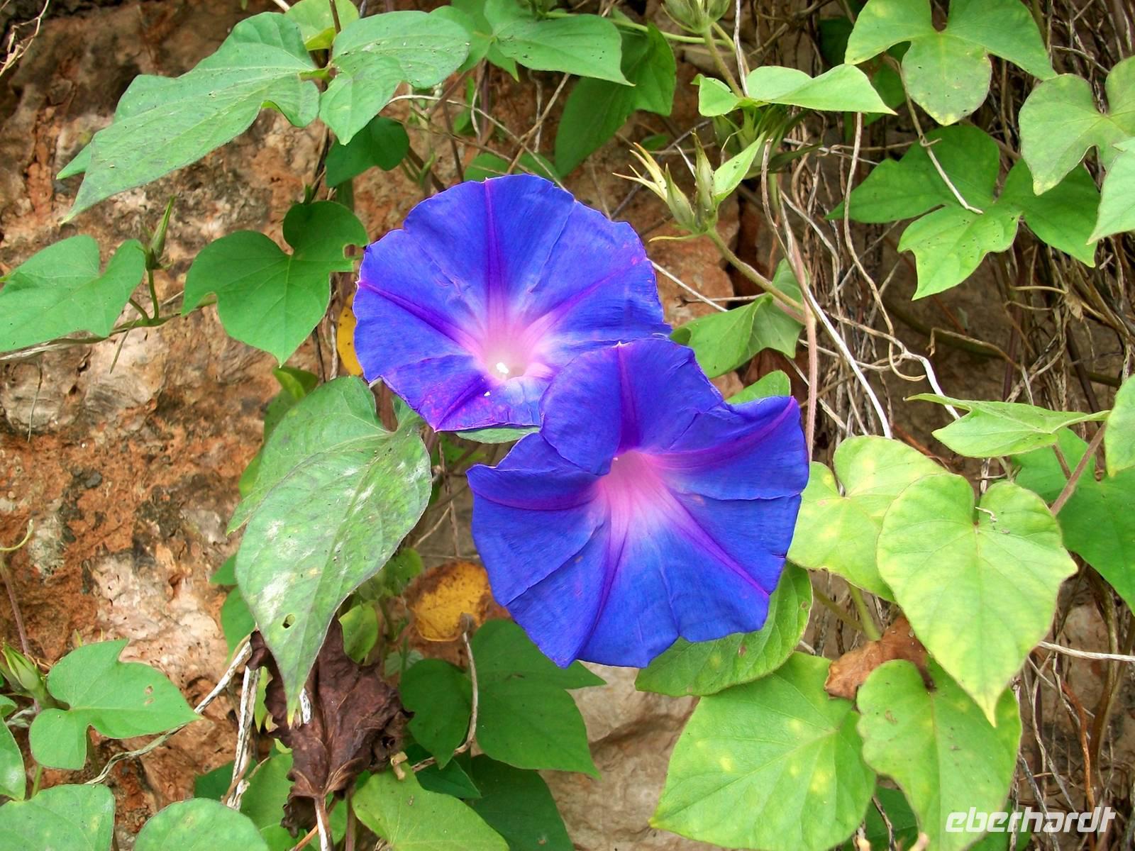 Mittelmeerflora
