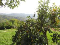 Natur rundum Hum