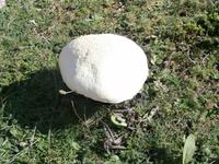 Pilze am Mali Alan