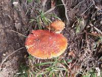 Pilze im Risnjak