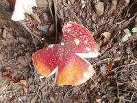 Pilze im Risnjak