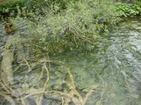 Plitwitzer Seen