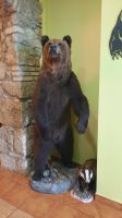 Singlereise Kroatien - Braunbär im Restaurant in Fuzine