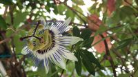 Singlereise Kroatien - Passionsblume in Vrbnik auf Krk