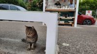 Singlereise Kroatien - Urlaubsort Opatja