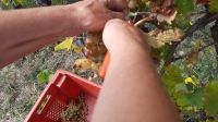 Singlereise Kroatien - während der Weinlese