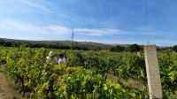 Singlereise Kroatien - während der Weinlese