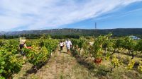 Singlereise Kroatien - während der Weinlese