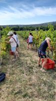 Singlereise Kroatien - während der Weinlese