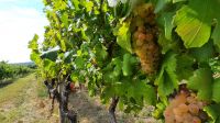 Singlereise Kroatien - während der Weinlese