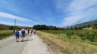 Singlereise Kroatien - während der Weinlese