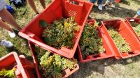 Singlereise Kroatien - während der Weinlese