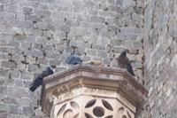 Stadtführung in Dubrovnik