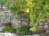 Stella Croatica