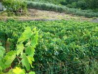 Weinanbau auf Vis