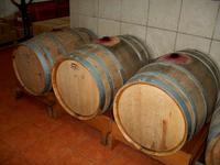 Weinprobe in Vis
