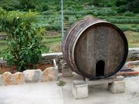 Weinprobe in Vis