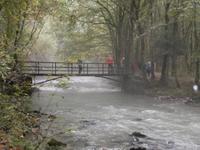 am Bach Curak