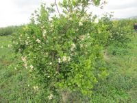 im Neretva-Delta