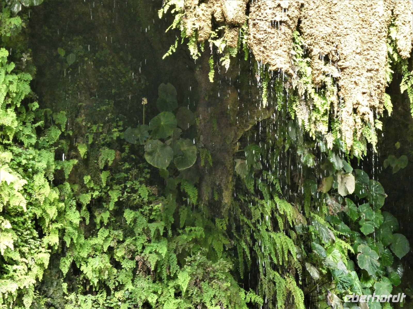 üppiges Grün