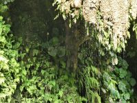 üppiges Grün