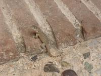 018 Gecko