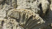 0196 Fahrt nach Baracoa - Fossilien