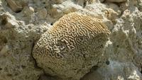 0197 Fahrt nach Baracoa - Fossilien