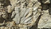 0198 Fahrt nach Baracoa - Fossilien