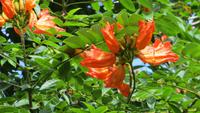 0755 Wanderung im Parque Guanayara -Afrikanischer Tulpenbaum