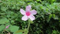 0758 Wanderung im Parque Guanayara -
