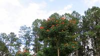 0810 Rückfahrt von der Wanderung im Parque Guanayara -Afrikanischer Tulpenbaum