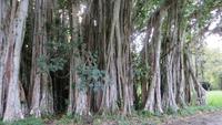 0822 Fahrt nach Cienfuegos -Besuch im Botanischen Garten „Jardin Botánico Soledad“.