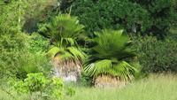 0829 Fahrt nach Cienfuegos -Besuch im Botanischen Garten „Jardin Botánico Soledad“.