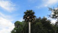 0830 Fahrt nach Cienfuegos -Besuch im Botanischen Garten „Jardin Botánico Soledad“.