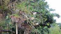 0831 Fahrt nach Cienfuegos -Besuch im Botanischen Garten „Jardin Botánico Soledad“.