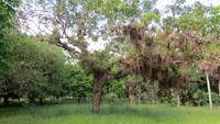 0832 Fahrt nach Cienfuegos -Besuch im Botanischen Garten „Jardin Botánico Soledad“.