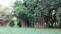 0834 Fahrt nach Cienfuegos -Besuch im Botanischen Garten „Jardin Botánico Soledad“.