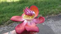 0836 Fahrt nach Cienfuegos -Besuch im Botanischen Garten „Jardin Botánico Soledad“.