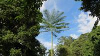 0843 Fahrt nach Cienfuegos -Besuch im Botanischen Garten „Jardin Botánico Soledad“.