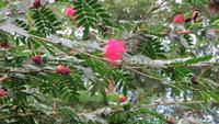 0847 Fahrt nach Cienfuegos -Besuch im Botanischen Garten „Jardin Botánico Soledad“